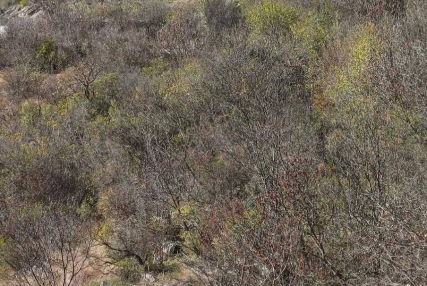 597957137_1505658341565774_8637506372491966257_n